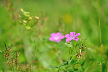 Beautiful wild flowers.