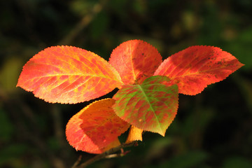 Beautiful autumn leaves at sunset.