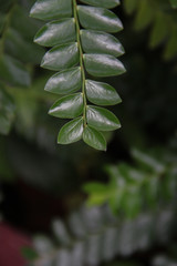 Beautiful Green leaf with space for design or typography