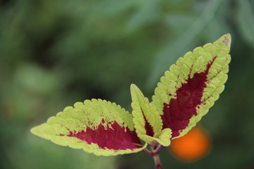 Beautiful Yellow and Red leaf with space for design or typography