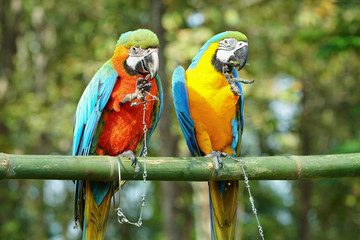 Blue and Gold macaw vivid rainbow colorful animal with green background.(Scientific Name : Psittacus torquata). 