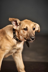 brown puppy mongrel on the floor in the studio