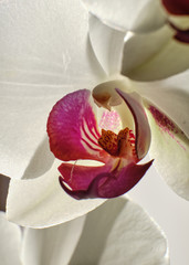 Foto scattata ad un'orchidea a Tassarolo (AL).