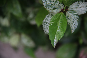 Beautiful Green leaf with space for design or typography