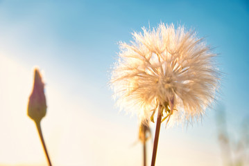 Fototapeta na wymiar Dandelion flower with white seeds on spring or summer sky