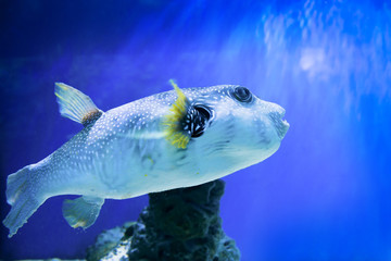 Fugu puffer blowfish fish Arothron Hispidus in aquarium as nature underwater sea life background