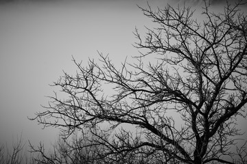 Foto scattata in una mattinata nebbiosa a Cantalupo Ligure (AL).