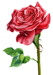 red rose on an isolated white background, watercolor painting, botanical illustration