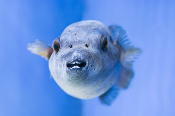 Fugu puffer blowfish fish Arothron Hispidus in aquarium as nature underwater sea life background