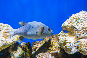 Fototapeta na wymiar Fugu puffer blowfish fish Arothron Hispidus in aquarium as nature underwater sea life background