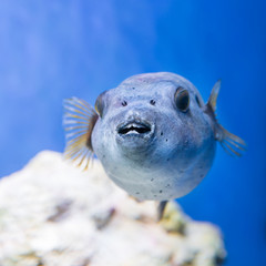 Fugu puffer blowfish fish Arothron Hispidus in aquarium as nature underwater sea life background