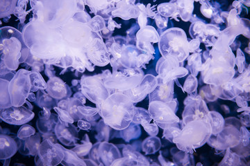 Many jellyfishes aurelia aurita in blue water as nature sea life background