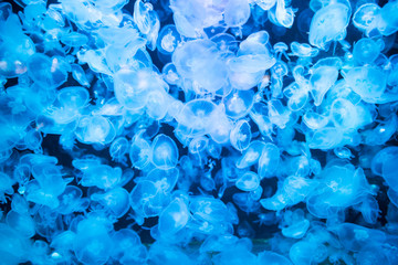 Many jellyfishes aurelia aurita in blue water as nature sea life background © Pavlo Vakhrushev