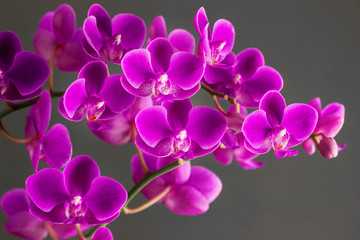 Fototapeta na wymiar Lush blooming purple phalaenopsis variety Queen Beer. Selective focus, closeup