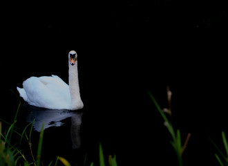 Schwan