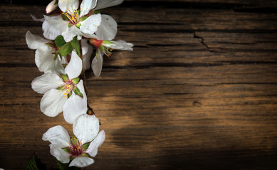 Fototapeta na wymiar Flowers of apple on a wooden background