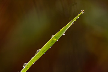Grashalm mit Tautropfen