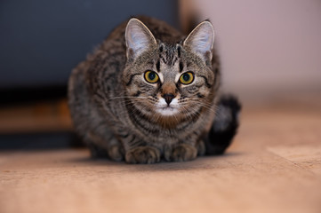 Portrait of a cute gray kitten sitting on the wooden floor.