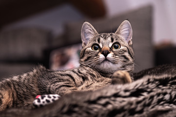 Portrait of a cute gray kitten lying on a cozy blanket.