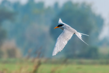 A river tern flying against smooth background