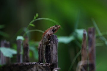 lizard on a tree