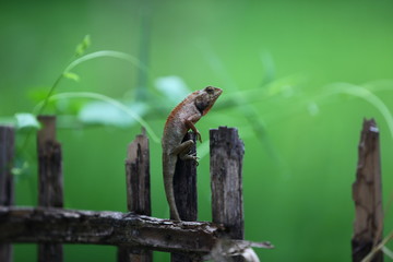 lizard on a tree