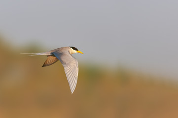 A river tern flying from left to right