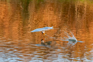 A river tern trying to catch a fish over a pond