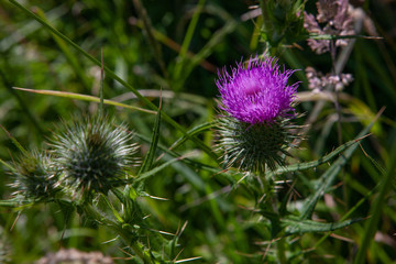 Karekare Auckland New Zealand. Thistle