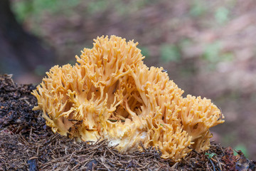 Coral mushroom" (Ramaria formosa) close-up