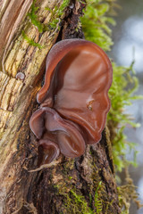 Early Auricularia auricula-judae