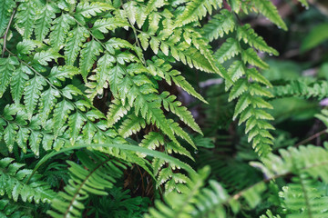 Fototapeta premium fern in the forest with water drops