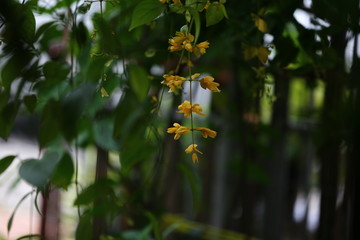 yellow flowers in the garden