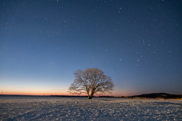 夜明け前のハルニレの木