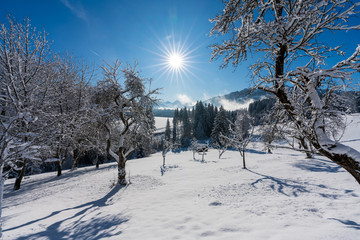 Winterlandschaft mit Schnee auf Bäumen in Reith bei Kitzbühel in Tirol Österreich