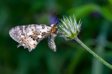 Closeup beautiful butterfly in a summer garden