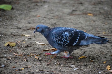 Grey city pigeon in park closeup