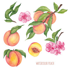 Watercolor illustration with fruits of peach and leaves, isolated on white background