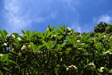 Bush flowers and leaves detail with blue sky background
