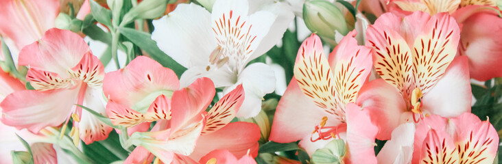 spring background, banner, alstroemeria, free space for text