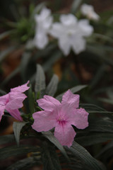 Beautiful Light Purple/ Pink Flower with space for design or typography