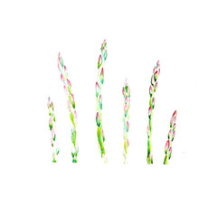 Hand drawing art asparagus watercolor illustration