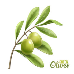 Green olive branch isolated on white background. Photo-realistic vector, 3d.Design for olive oil, natural cosmetics, health care products.