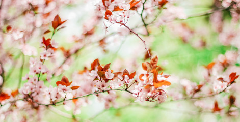 flowering spring fruit trees, banner, free space for text