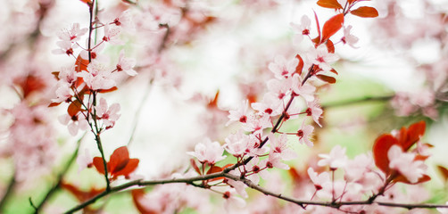flowering spring fruit trees, banner, free space for text