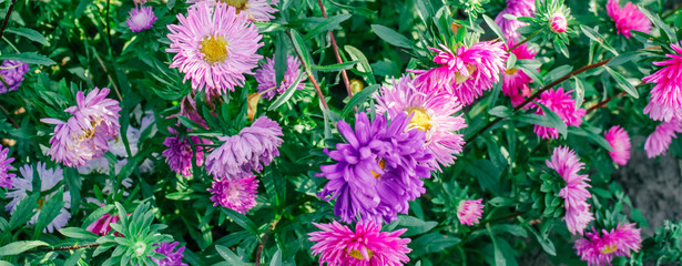 spring background, banner, Asters, free space for text