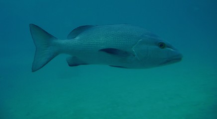 Fish swimming in an aquarium