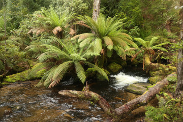 Tasmania, Mount Field National Park, Horseshoe Falls