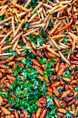 Caterpillars and silkworms