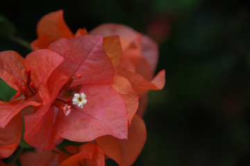 Beautiful Orange Flower with space for design or typography 1
